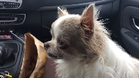 Étalon Chihuahua - Ilow Des Minibouilles