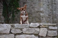 Étalon Chihuahua - Lamborguini des Mirages d'Azur