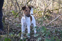 Étalon Fox Terrier Poil lisse - Procaïne Belpirouette