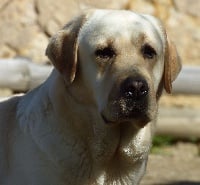Étalon Labrador Retriever - Ilton beautiful junior de Chantemelse