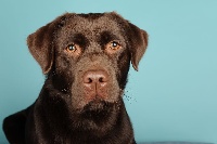Étalon Labrador Retriever - Lexy (Sans Affixe)