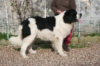 Étalon Landseer type continental europeen - CH. Jump seat du domaine de Val Kurlande