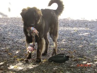 Étalon Leonberger - Miko ikky du domaine de la noyaraye