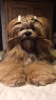 Étalon Lhassa Apso - Mahä blue Des Précieux Du Cheiron