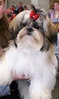 Étalon Shih Tzu - Lyns-Avenly Lullabee