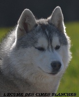 Étalon Siberian Husky - Jessy de l'écume des cimes blanches