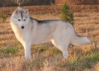 Étalon Siberian Husky - Neige des perle sibérienne