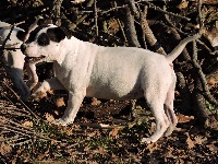 Étalon Staffordshire Bull Terrier - Molène De l'eden for ever