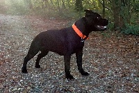 Étalon Staffordshire Bull Terrier - Magie noire De Solo Un Sueño