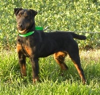 Étalon Terrier de chasse allemand - CH. Macha du mont cherrey