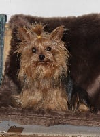 Étalon Yorkshire Terrier - Jasmine De La Legende De Jenat