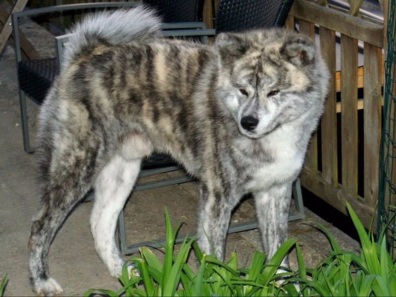 Publication : Naoko no senshi Auteur : Carolina Beckers