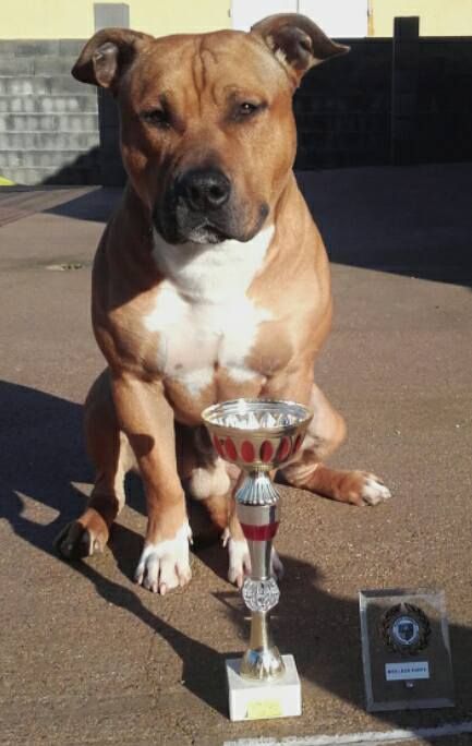  Auteur : EMBLEM OF SOULS JS