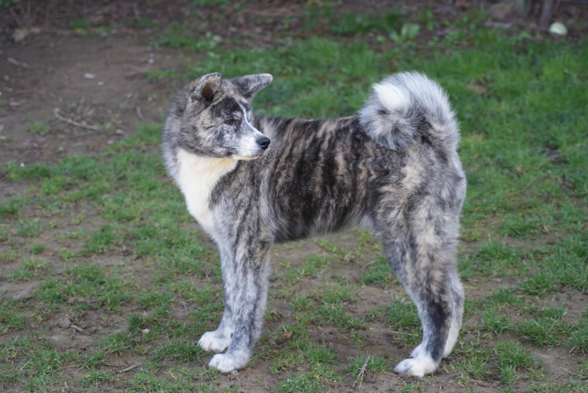 Publication : Naoko no senshi Auteur : Carolina Beckers