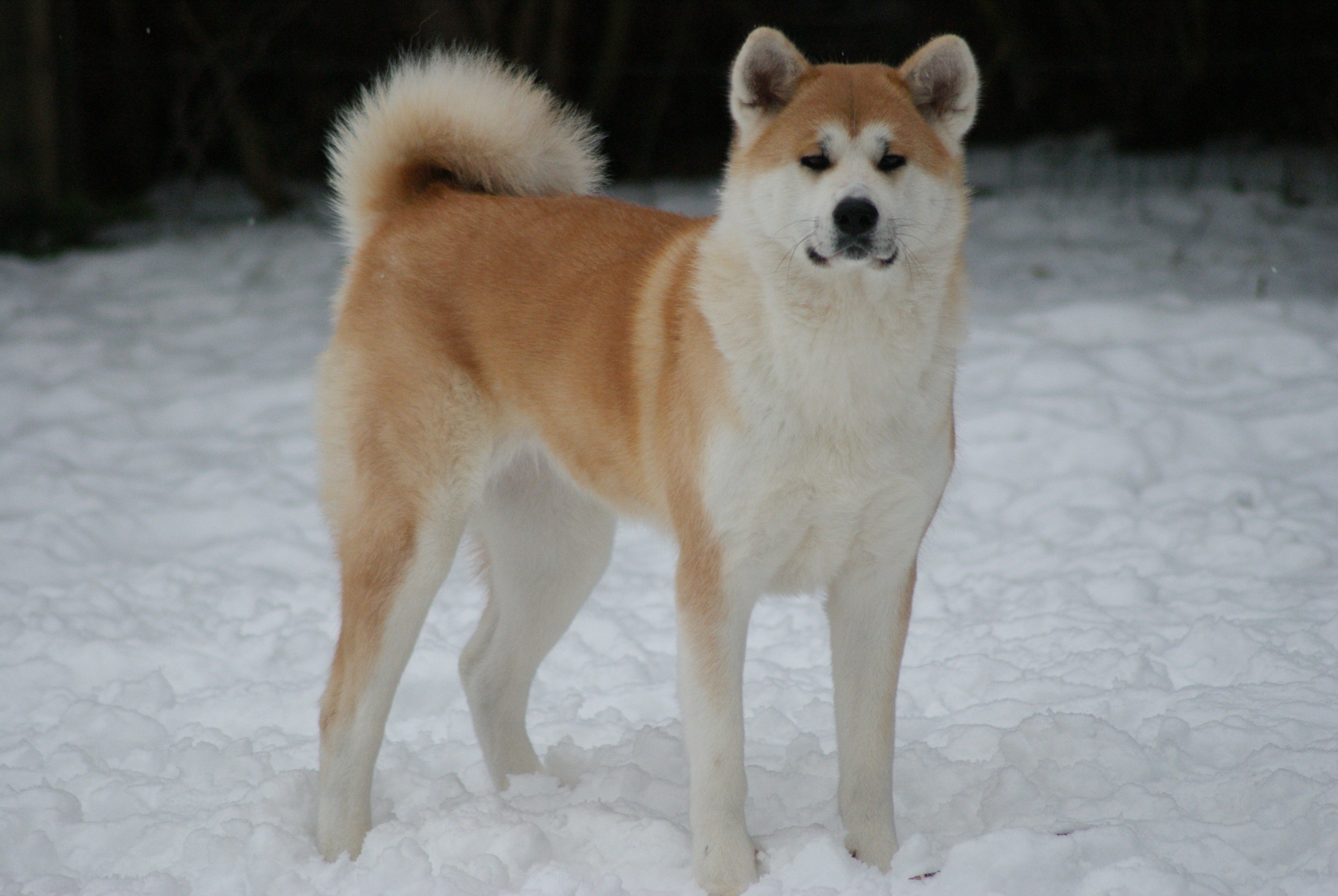 Publication : Naoko no senshi Auteur : Carolina Beckers