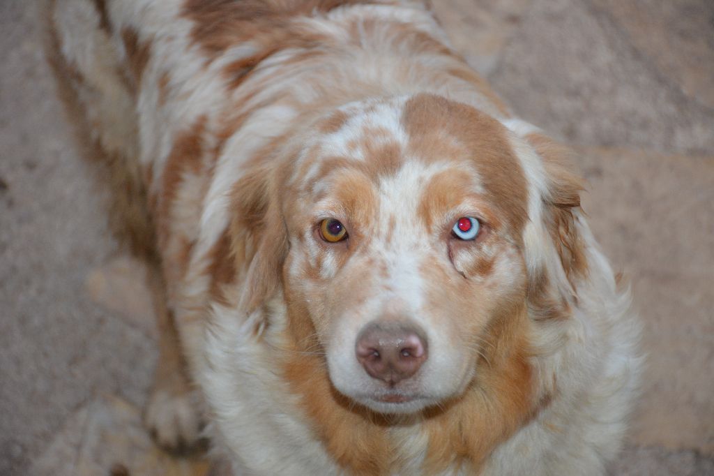 Havana du petit Duc Victoria