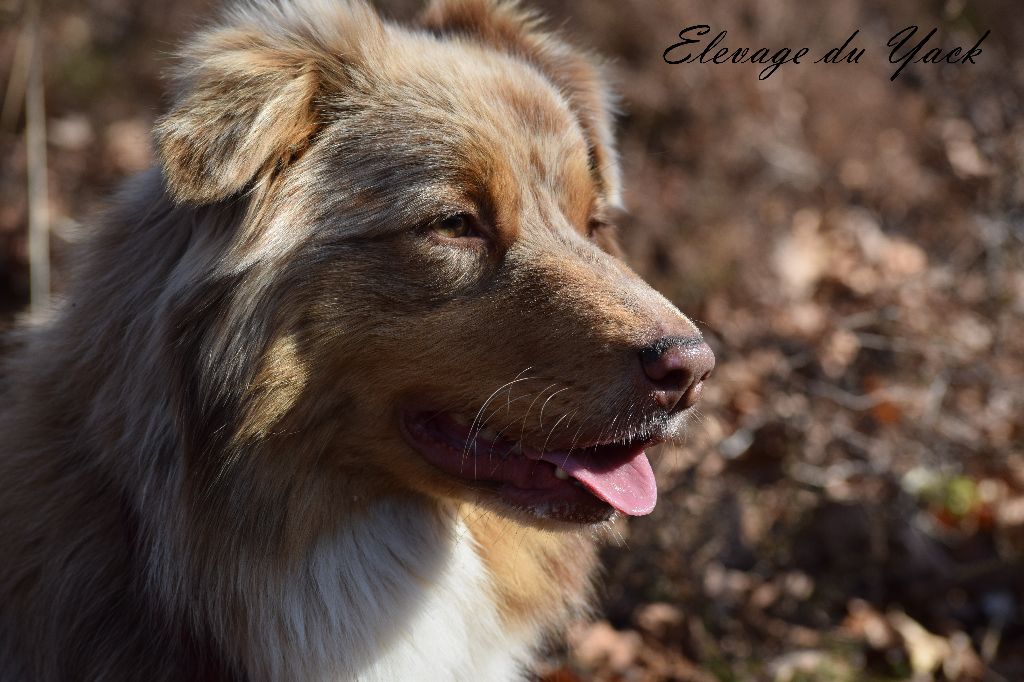 La dolly 2 de la Vendée Normande