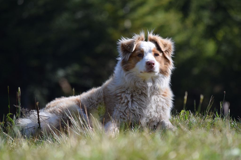 Publication : d'Entre Vallée Loue Lison Auteur : Elevage du Yack