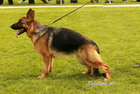 Publication : Vom djorhaus Auteur : www.segusoda.nl