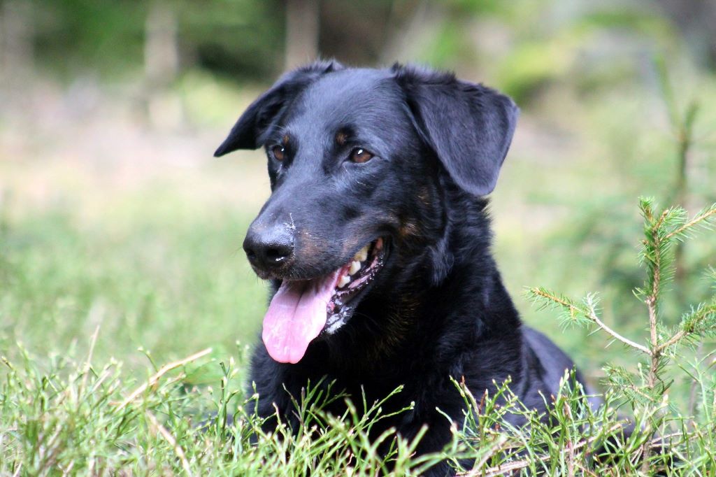 Publication : De La Forêt De Thuringe