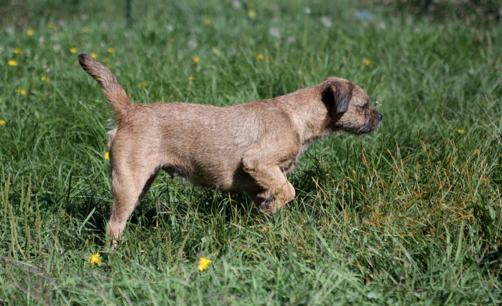Publication : De L'aude De Bakkara 