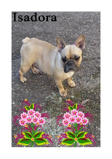 Isadora de Caillivole