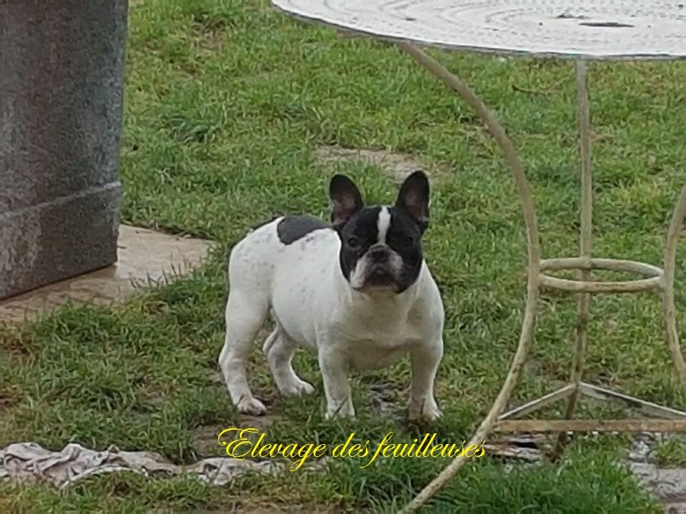 Publication : des Feuilleuses Auteur : Masson Isabelle