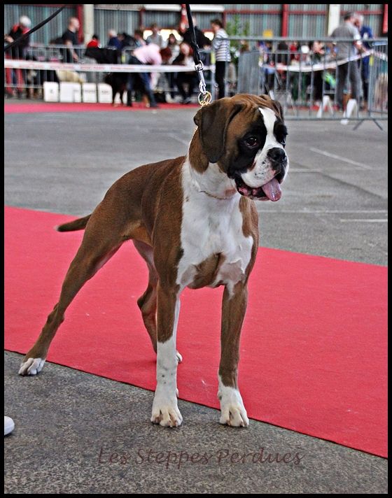 Publication : Des Steppes Perdues Auteur : V.Marchello/Steppes Perdues