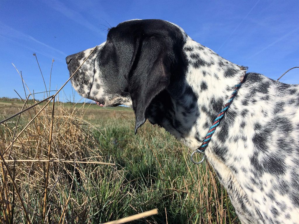 Jolie blue de la veyradeyre