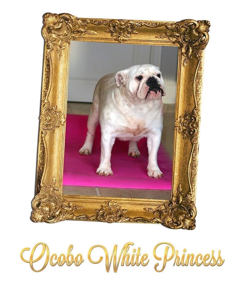 Ocobo White princess