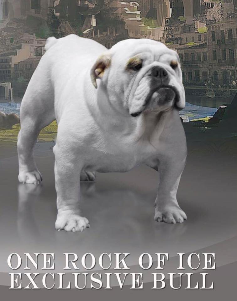 One rock of ice Exclusive Bull