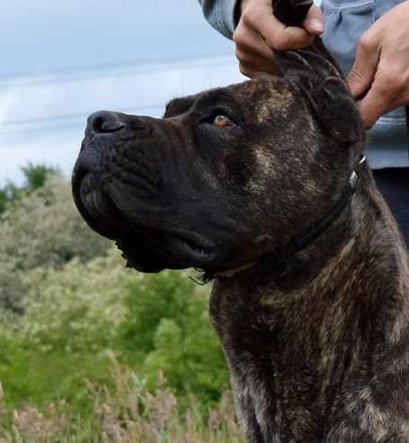 Jch. lya des Dunes Des Sages