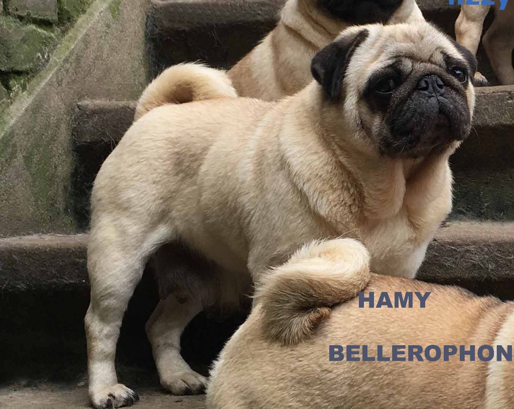 Hamy bellerophon