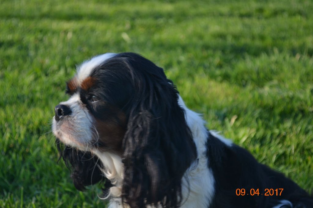 Idelle des Epinouses