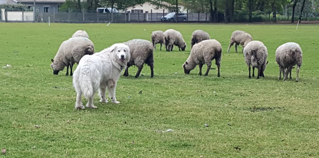 Publication : des Mauves Bruyères