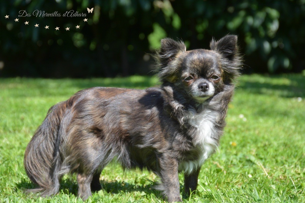 Publication : Des Merveilles d'Adhara Auteur : Christine FAUCHER