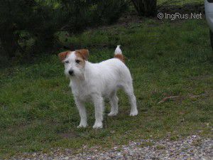 Kingpark Rossetta tifany