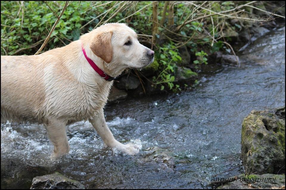 Publication : Cair Paravel's Laird Auteur : of Cair Paravel's Laird