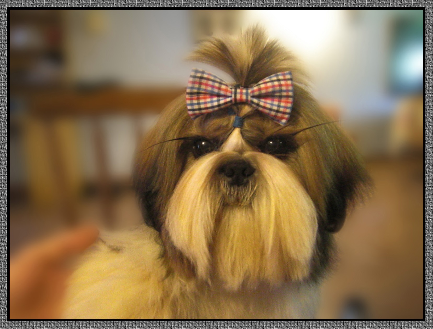 Publication : Yavary 