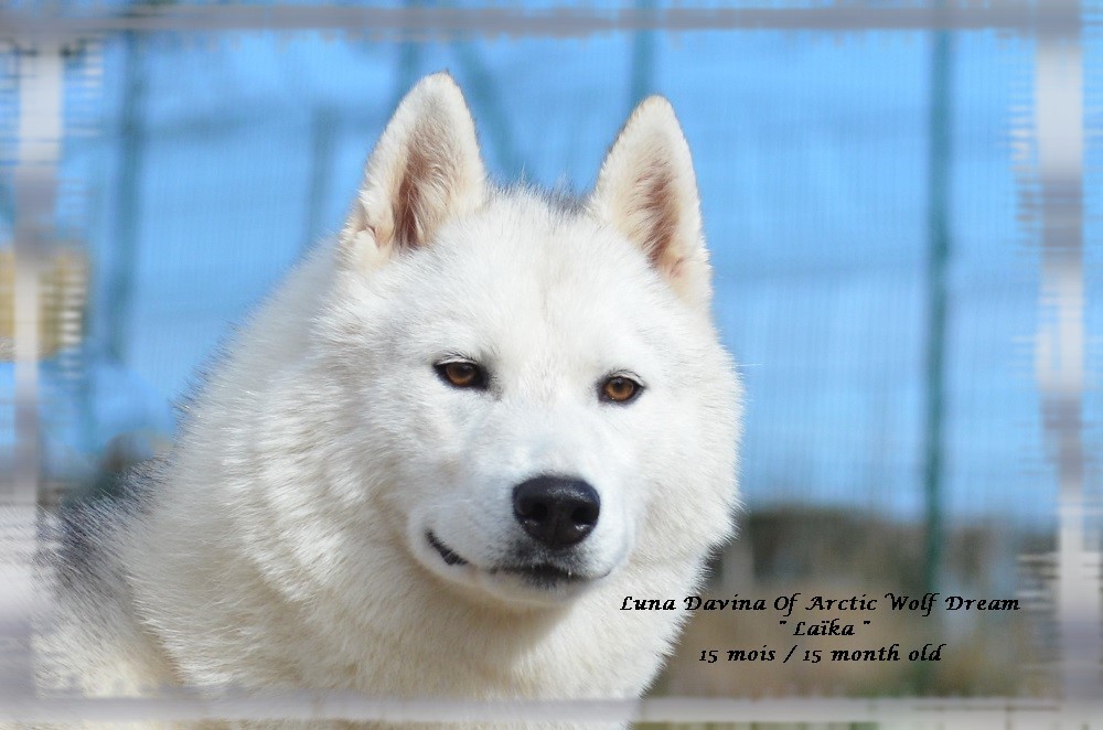 Publication : of Arctic Wolf Dream 