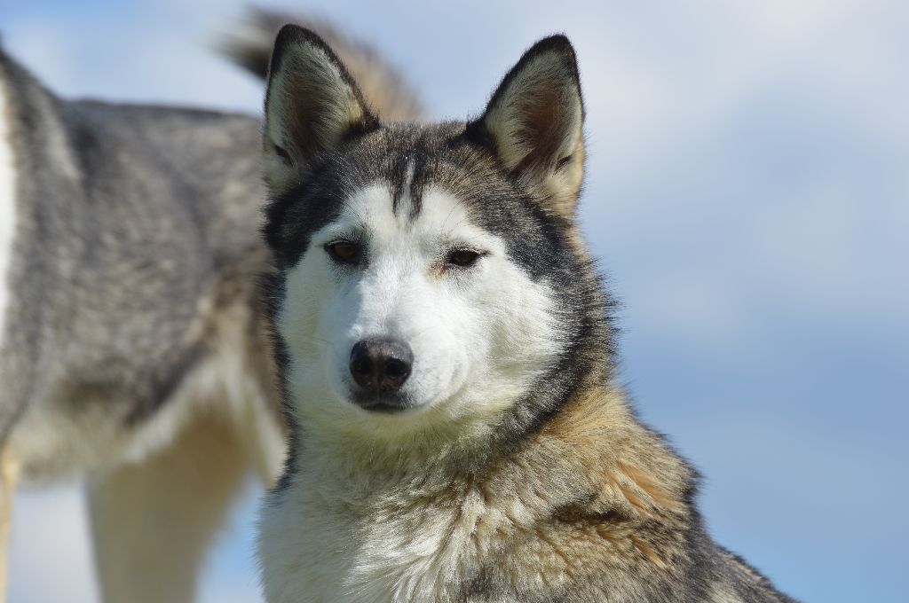 Publication : Des Fleurs D'Etoiles Auteur : des fleurs d'étoiles