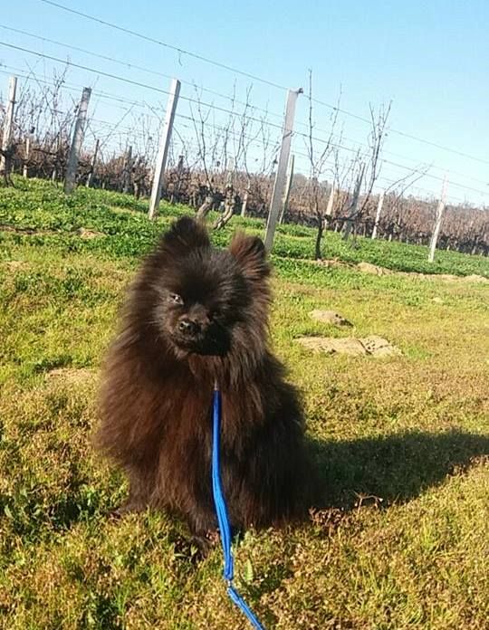 Publication : des Mascottes de Haute-Nauve Auteur : Florent MALLET