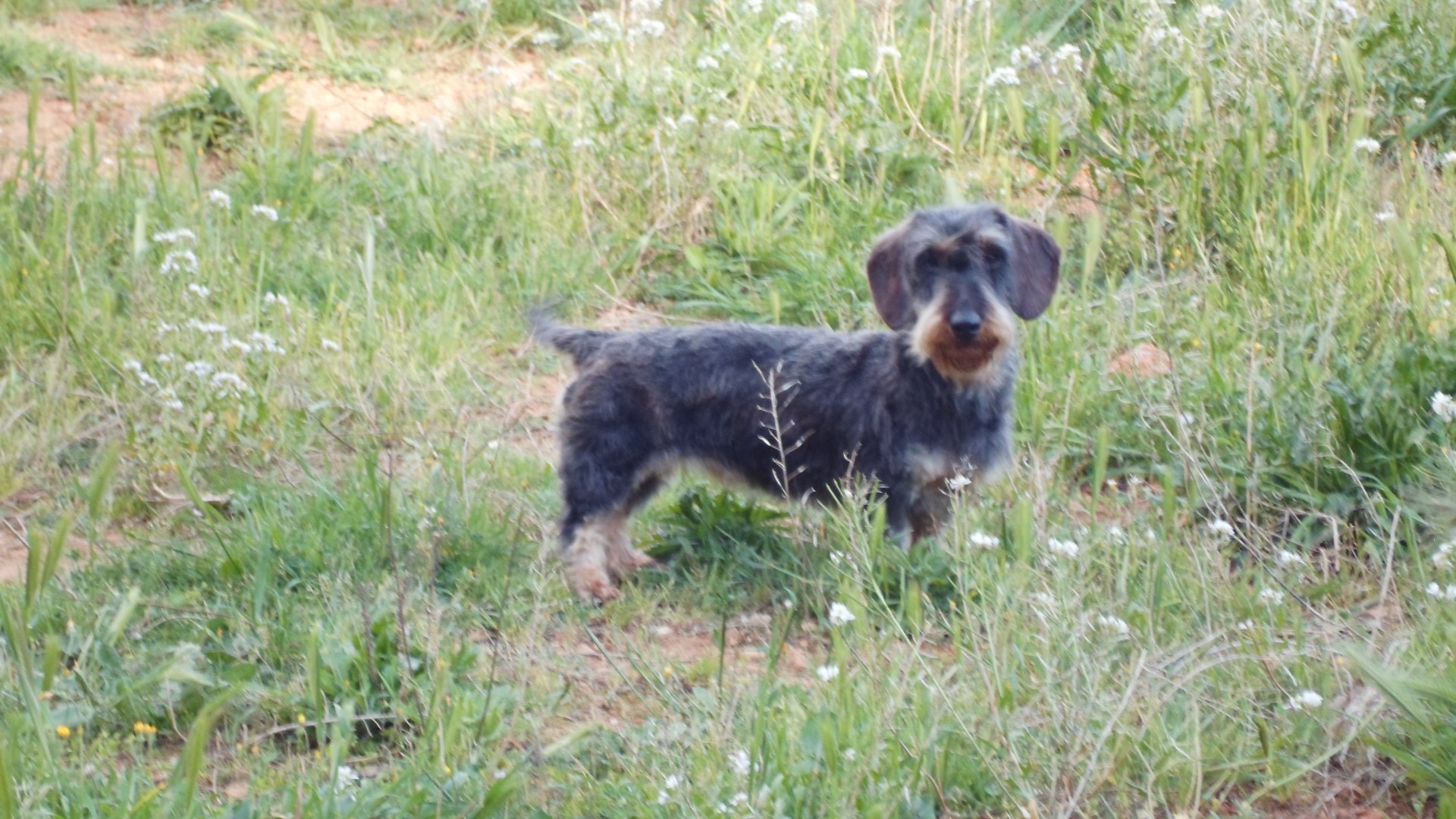 Josephine of Chelsea Garden