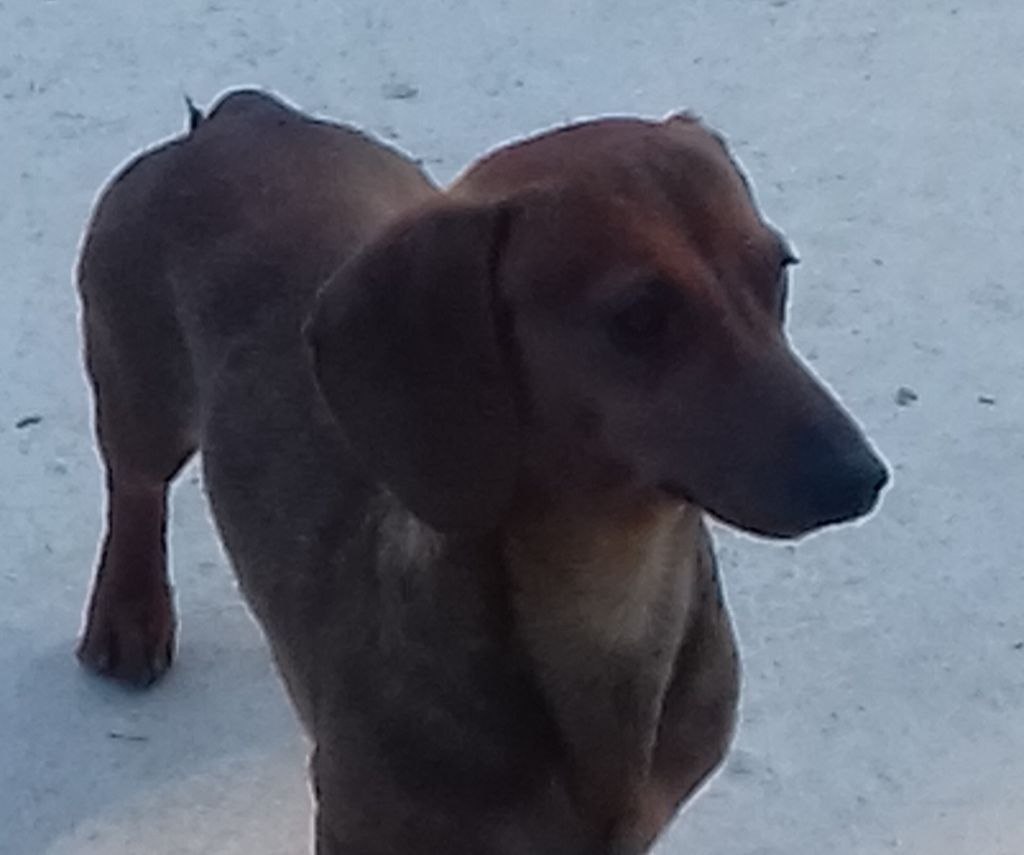 Publication : cyberdachs Auteur : ldt