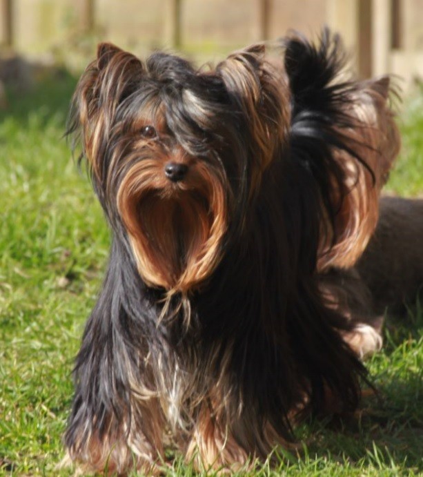 Auteur : Béatrice GRAUX