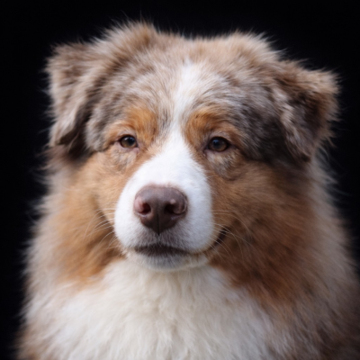 Étalon Berger Australien - CH. Jefferson red story du Chemin de la Lune aux Reves