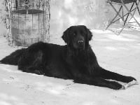 Étalon Hovawart - Jalandhar de la ferme des Cardabelles