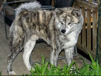 Étalon Akita - Okuun tokimitsu