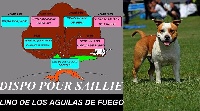 Étalon American Staffordshire Terrier - Lino de los aguilas de fuego