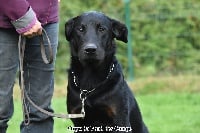 Étalon Berger de Beauce - Onyx du fond des camps